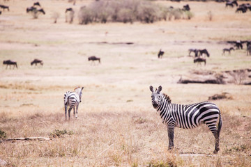 Fototapeta na wymiar landscape with zebras Masai mara kenya, africa
