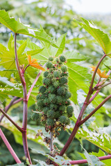 Obraz premium castor plant