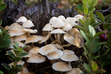family of small mushrooms
