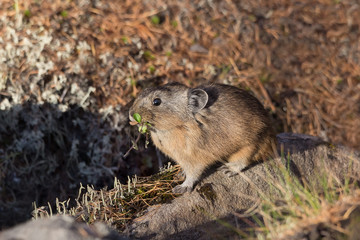 northern pika on rock