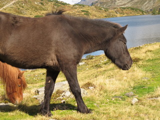 Fototapeta premium islandpferde auf der alm