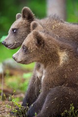 Obraz premium Cubs of Brown bear (Ursus Arctos Arctos) in the summer forest. Natural green Background
