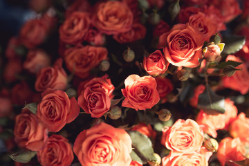 Obraz na płótnie Canvas Natural red pink roses flower bouquet background