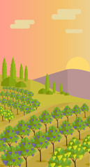 Rural Landscape with Vineyard