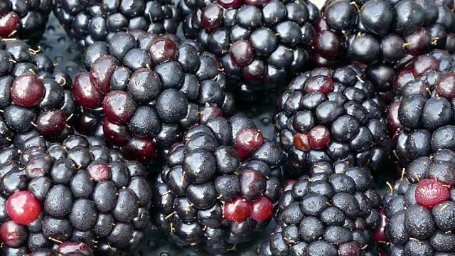 Slowly panning over fresh blackberries
