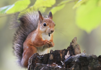 fluffy red squirrel collects in the autumn forest seeds