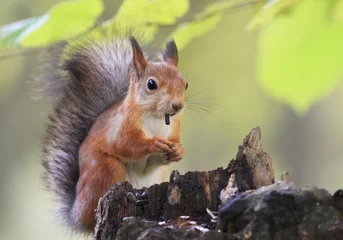 Selbstklebende Fototapeten fluffy red squirrel collects in the autumn forest seeds © nataba