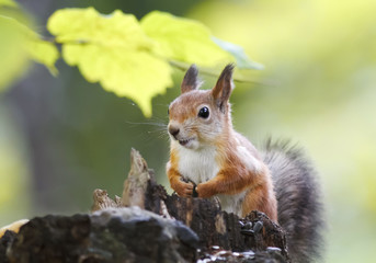 fluffy red squirrel collects in the autumn forest seeds