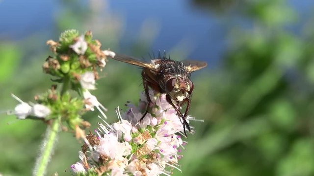 Mouche butinant des petites fleurs blanches.