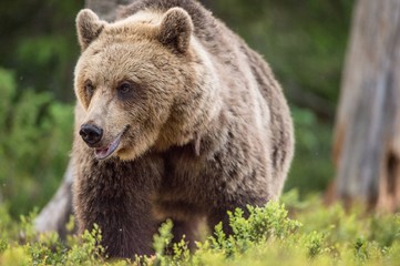 Close up portrait of Adult Wild Brown bear (Ursus Arctos Arctos) in the summer forest. Natural green Background