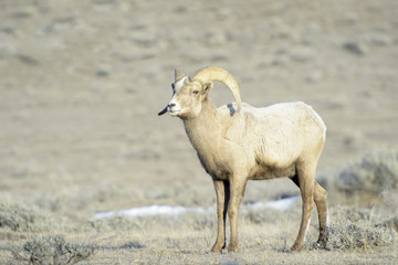 Bighorn Sheep (Ovis canadensis) male, ram, in snow and sage during winter, National Elk refuge, Jackson, Wyoming, USA.