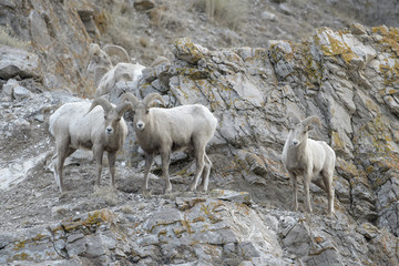 Bighorn Sheep (Ovis canadensis) male, ram, standing on cliff, National Elk refuge, Jackson, Wyoming, USA.