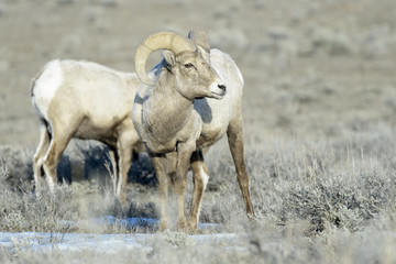 Bighorn Sheep (Ovis canadensis) male, ram, in sage during winter, with other in background, Yellowstone national park, Wyoming, USA.