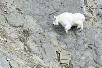 Mountain Goat (Oreamnos americanus) jumping on the cliffs at the Snake river canyon, Wyoming, USA.