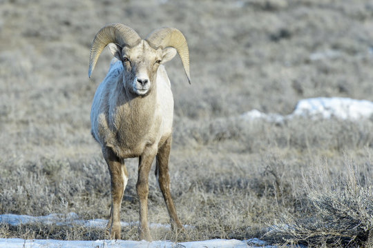 Bighorn Sheep (Ovis canadensis) male, ram, in snow and sage during winter, National Elk refuge, Jackson, Wyoming, USA.