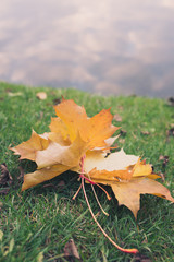 Group of Colorful autumn leaves laying on the grass via water background with copyspace for your text