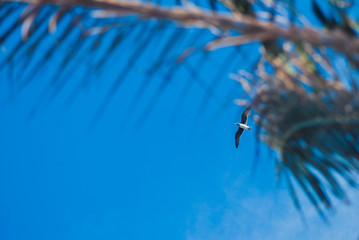 The blurred bokeh leaves of palm trees and flying seagull in the blue sky background