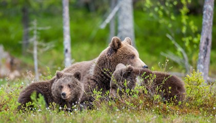 She-Bear and Cubs of Brown bear (Ursus Arctos Arctos) in the summer forest. Natural green Background