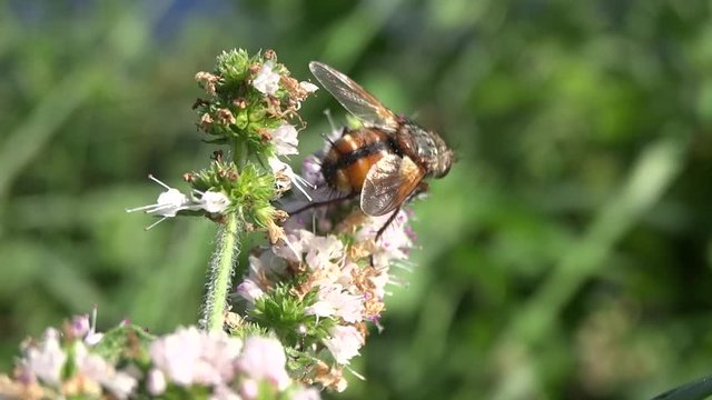 Mouche butinant des petites fleurs blanches.