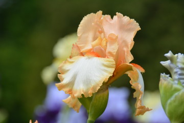Fototapeta premium Beautiful blooming iris flower in summer garden