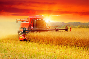 Obraz premium Combine working in field