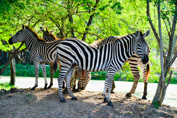 Fototapeta na wymiar Zebras are grazing grass in open zoo