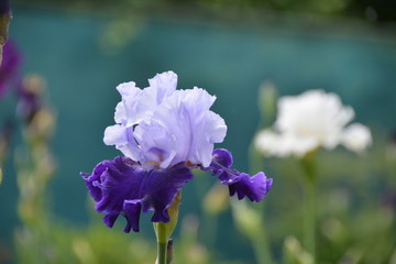 Blooming blue iris flower in summer garden 