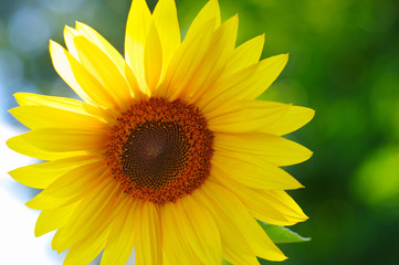 Close up of sunflower