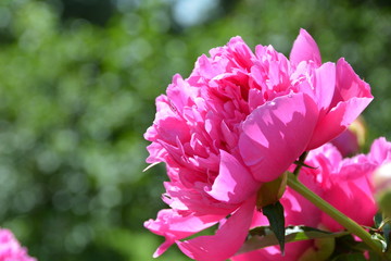 Sunny pink peony 