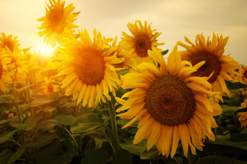 Fototapeta premium sunflowers and sun