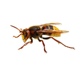 hornet isolated on white