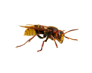 hornet isolated on white