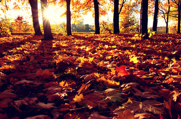  autumn trees on sun