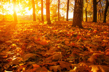fallen leaves in autumn