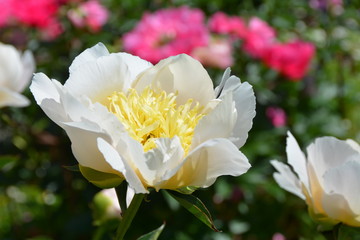 Beautiful white peony flower in spring garden 