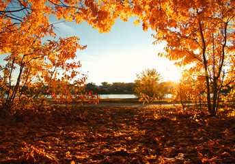  autumn trees on sun