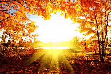 Fototapeta na wymiar autumn trees on sun