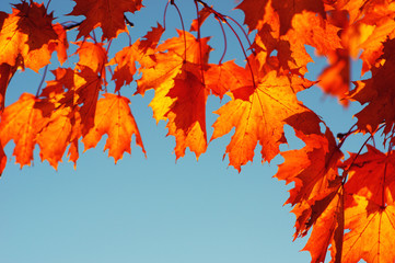 autumn leaves on sky