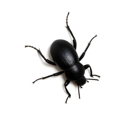black beetle on white