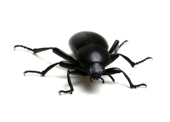 black beetle on white