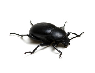 black beetle on white
