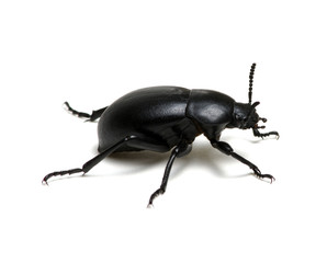 black beetle on white