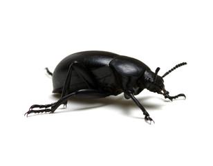 black beetle on white