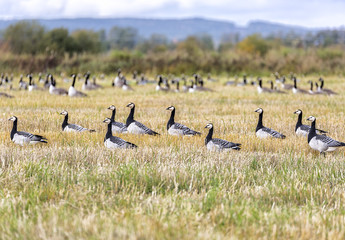 Flock of Canada Geese