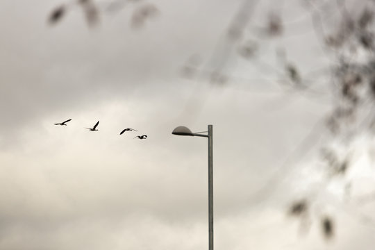 Canada Geese Flying