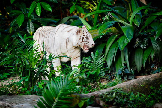 Fototapeta White tiger