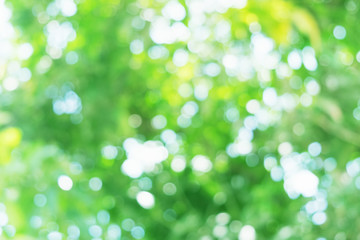 green nature light bokeh