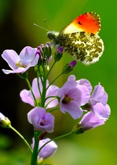 papillon