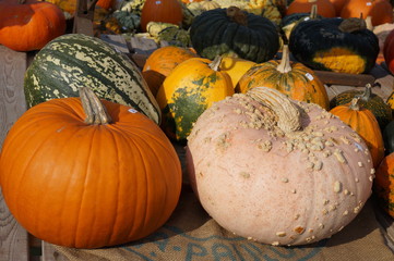 Lot de cucurbitacées