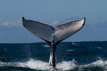 Humpback Whales
